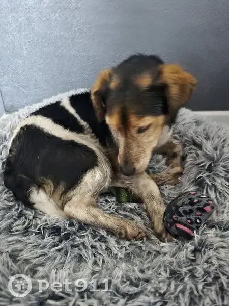 Chien perdu à Bordeaux, cherche maître - photo