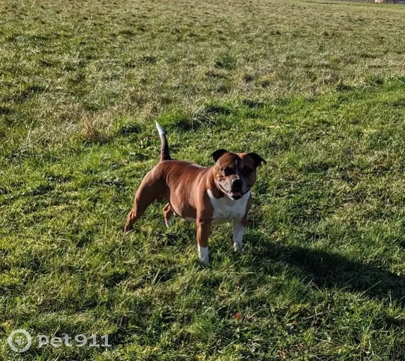 Staffie Caramel Perdu à Domats - photo