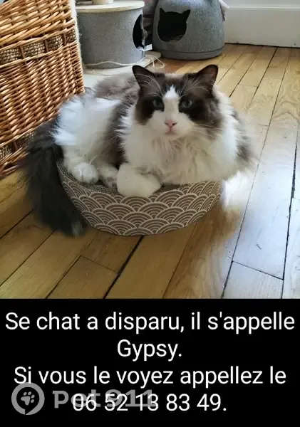 Chat noir et blanc perdu à Reims - photo