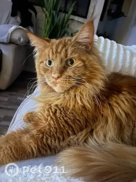 Chat roux Tigrou perdu à Caudan - photo