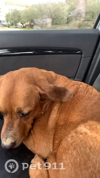 Chienne perdue retrouvée saine - photo