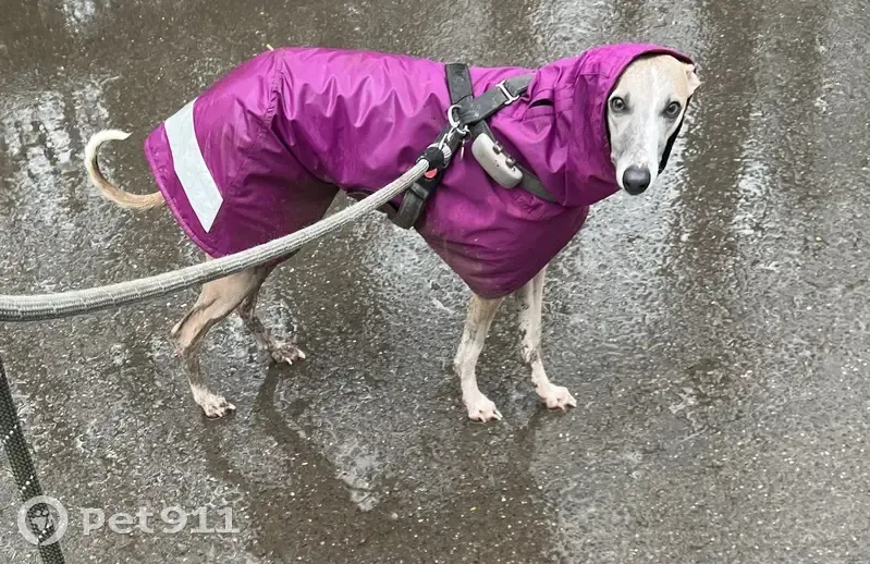 Aria, chien perdu près d'Ault - photo