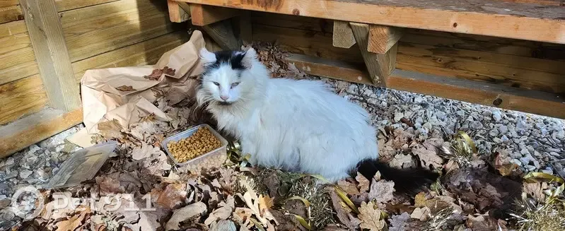 Chatte gestante trouvée à Saint-Léger - photo