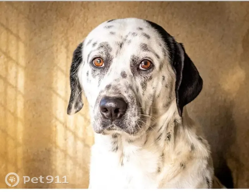 Chien TENGO perdu - Setter croisé - photo