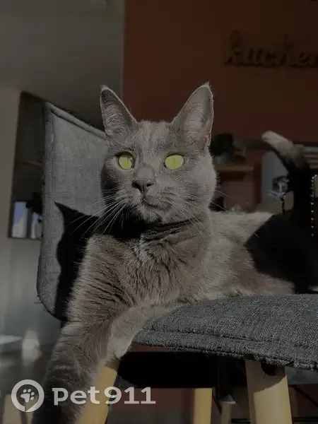 Avis de recherche: Nala, chat perdu - photo