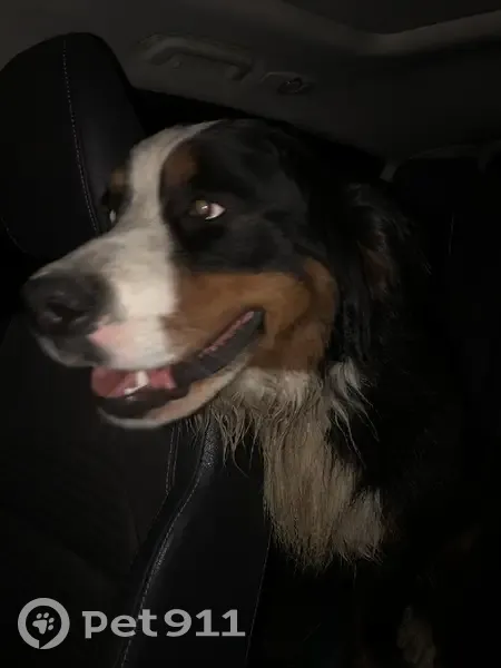 Chiens perdus à Avignon récupérés - photo