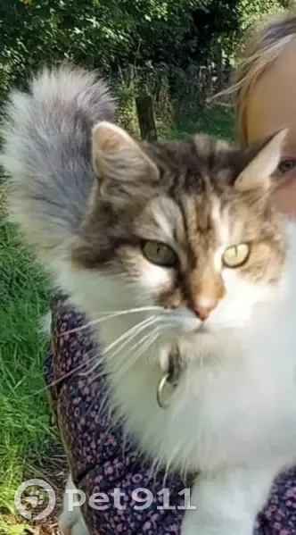 Chat blanc/marron perdu à Nesles - photo