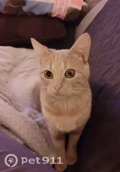 Chaton roux perdu à Gambsheim - photo