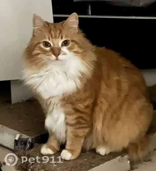 Avis recherche: Chat roux perdu - photo