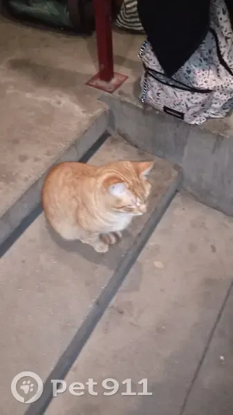 Chat roux affectueux trouvé - photo