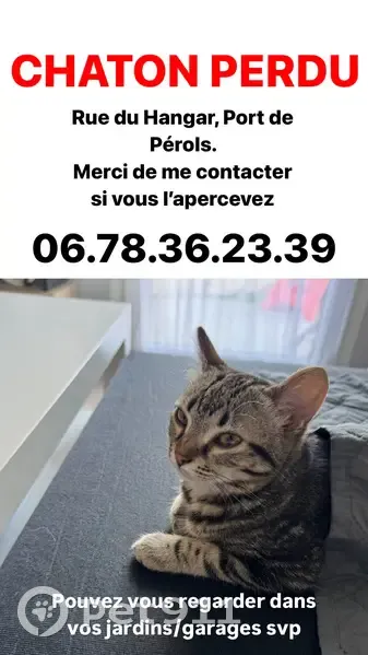 Chaton tigré perdu à Pérols - photo