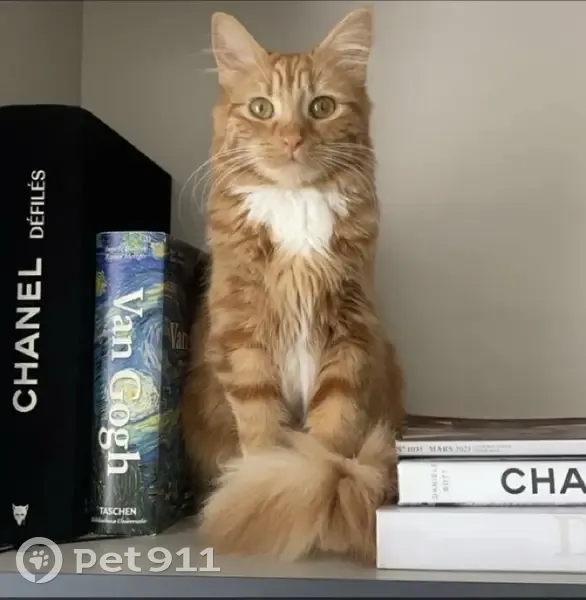 Chaton perdu à Peigney #AidezNous - photo