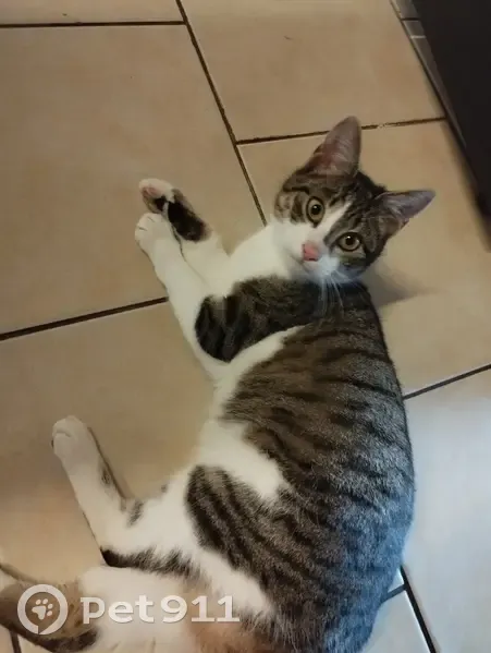 Chatte trouvée à Pont-de-Vaux - photo