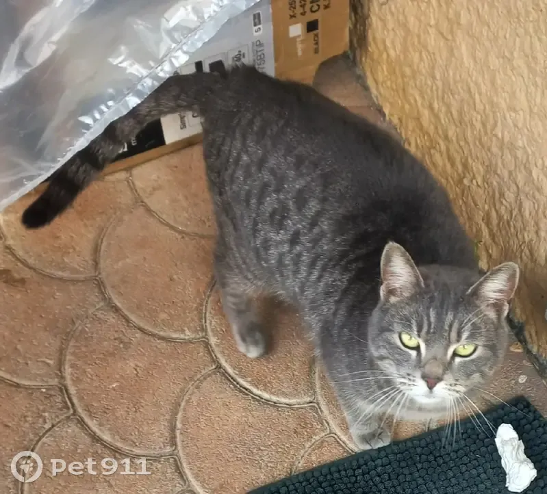 Chat gris tigré trouvé à Prévessin - photo