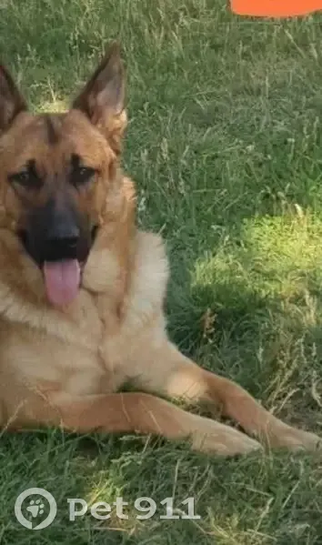 Alerte: 2 Chiens Perdus à Prémilhat - photo
