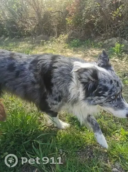 Chien perdu à Rognonas trouvé - photo