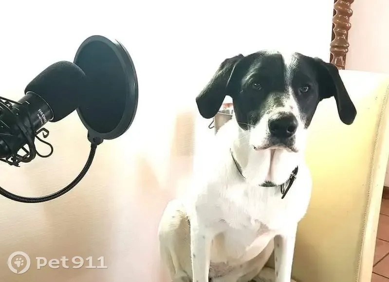 Alerte: Deux chiens égarés - photo