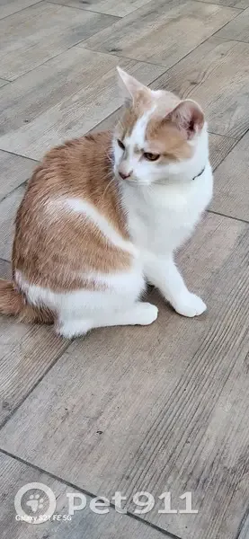 Chat blanc/marron perdu à Montmagny - photo
