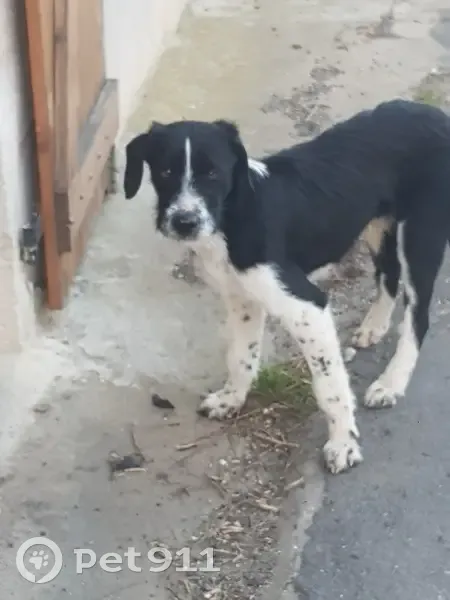 Chien noir et blanc trouvé à Albières - photo