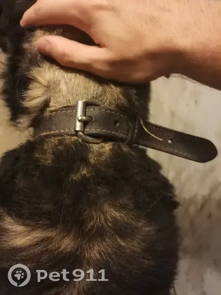 Chien croisé trouvé à Épargnes - photo