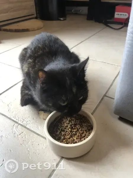 Chat retrouvé près d'Eyguières - photo