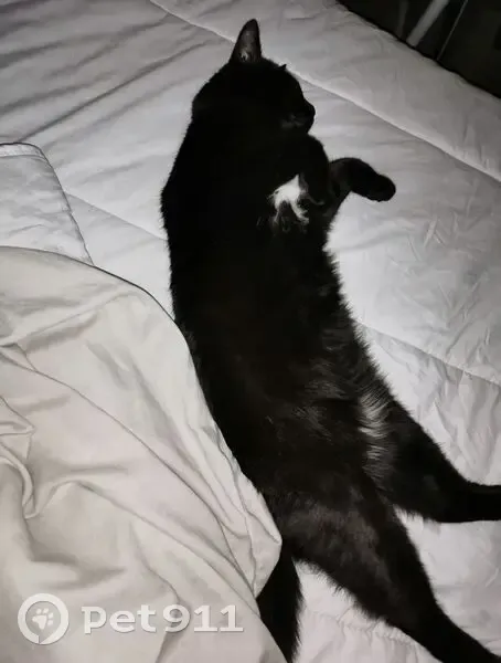 Chatte noire perdue: Réglisse - photo