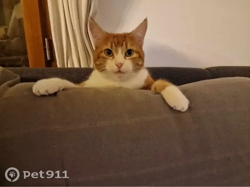 Chat Caramel disparu à Sillingy - photo