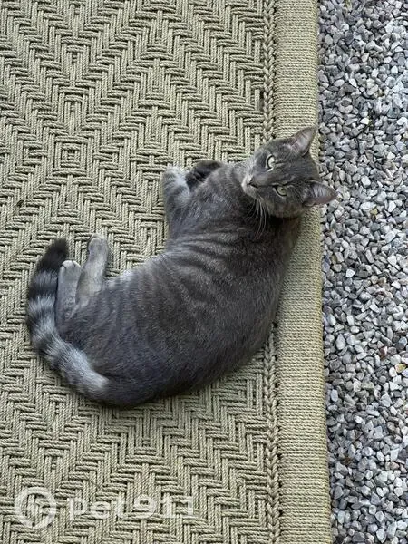 Chat gris perdu à Colombes - photo