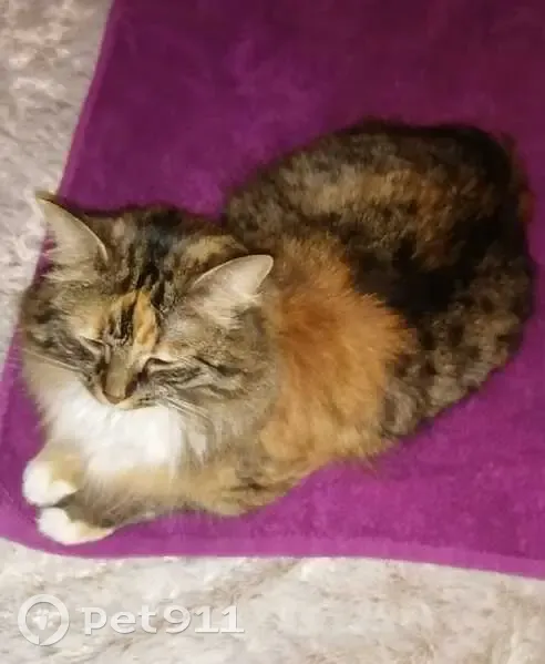 Chat roux perdu à Gonesse - photo