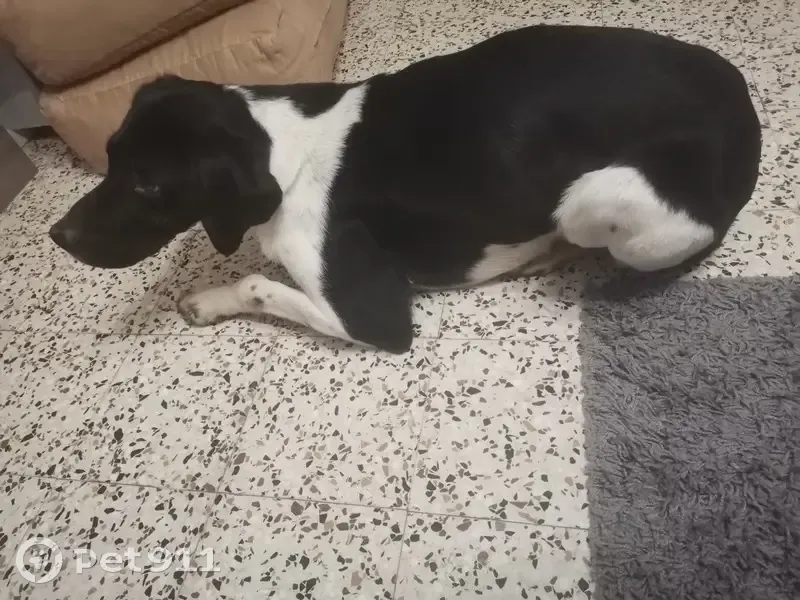 Chien trouvé à Lamargelle D16 - photo