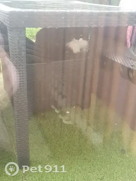 Chat noir et blanc blessé trouvé - photo