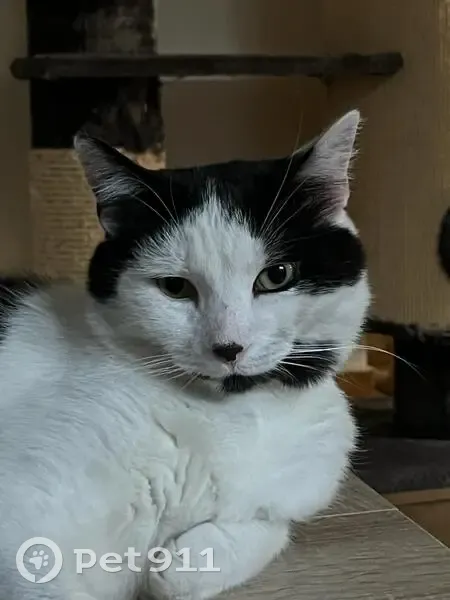 Chat Simba noir/blanc perdu à Reignat - photo