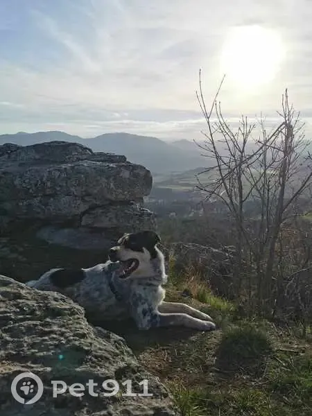 Chien Rasta 39kg perdu - Les Villettes - photo
