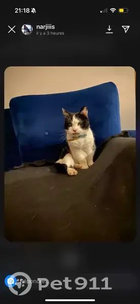 Chat sourd et aveugle trouvé - photo