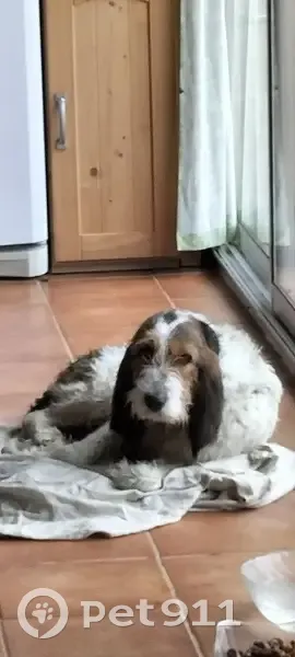 Chienne tricolore trouvée à Laroquebrou - photo