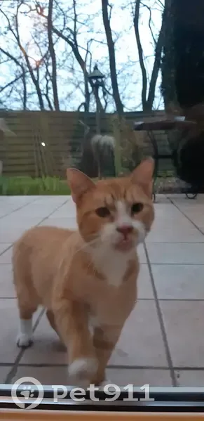 Chat roux vif trouvé à Forbach - photo