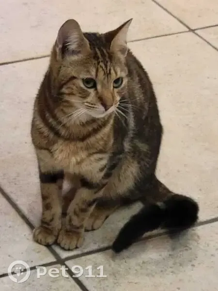 Chaton sociable trouvé à Comines - photo
