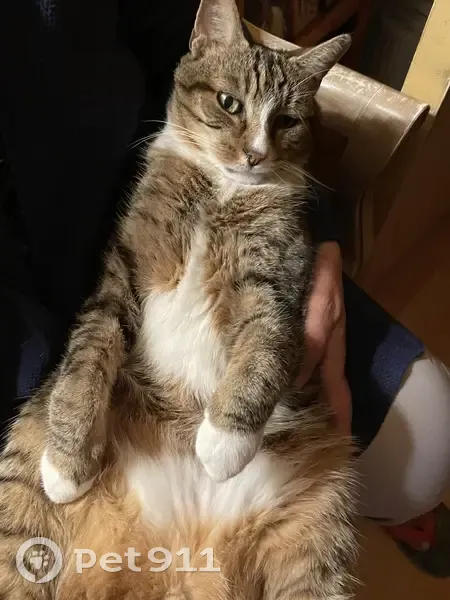 Chat européen âgé perdu au Vésinet - photo