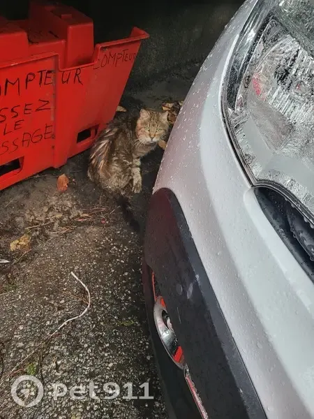 Chat maigre et trempé trouvé à Nice - photo