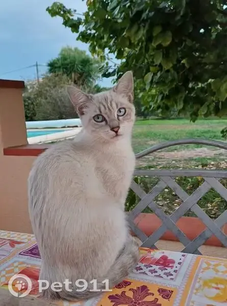 Chaton Sushi disparu à Bompas - photo