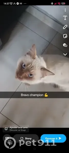 Chat Birman perdu à La Roquette - photo