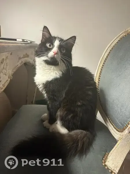 Chat noir et blanc perdu - Mignon - photo