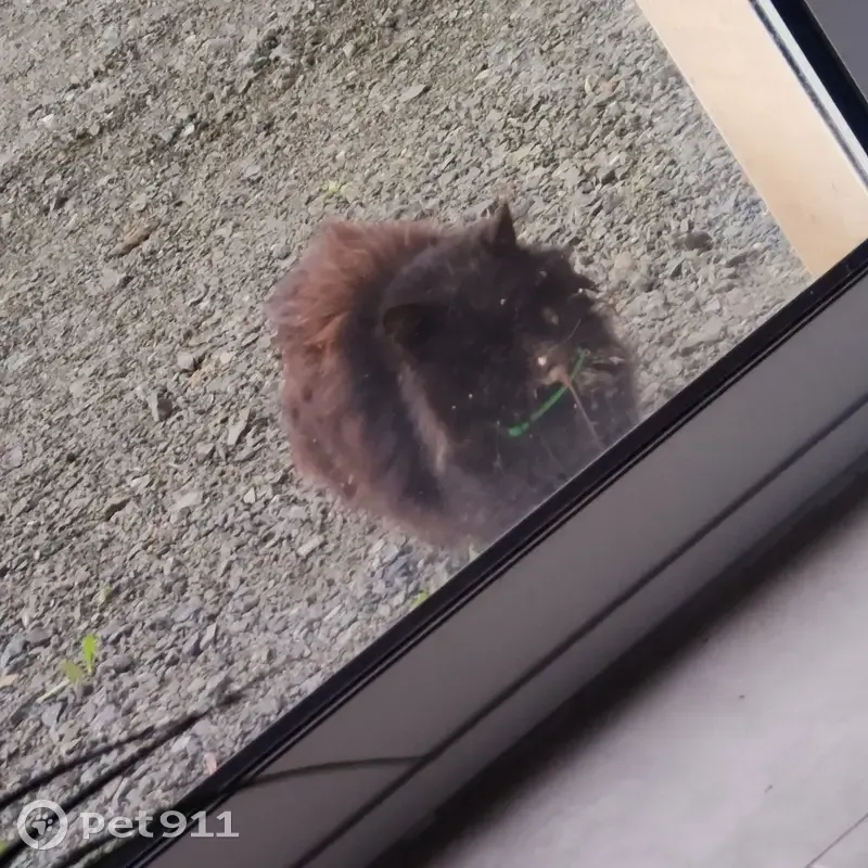 Chat blessé trouvé à Évron - photo