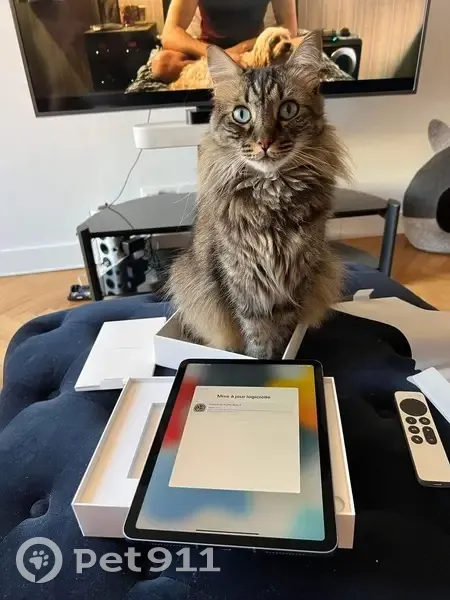 Chat Mario perdu - Nice - photo