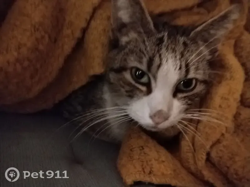 Chaton gris-blanc trouvé à Marseille - photo