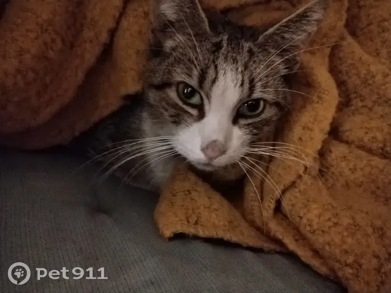 Chat maigre tigré perdu - Bon Secours - photo