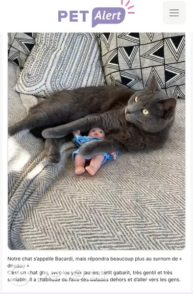Chat gris perdu au Chesnay-Rocq - photo