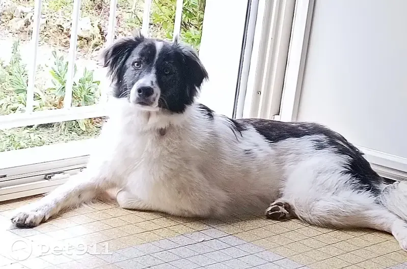 Chienne Taya perdue à Auxerre - photo