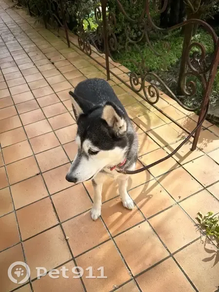 Husky femelle trouvée à Châteaubourg - photo