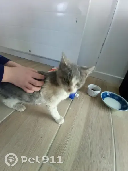 Chaton gris blessé trouvé - photo